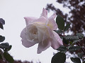 rose0023_thumb.jpg