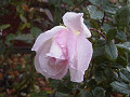 rose0024_thumb.jpg