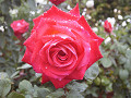 rose0028_thumb.jpg