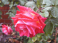 rose0029_thumb.jpg