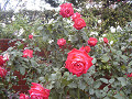 rose0030_thumb.jpg