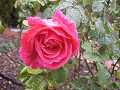 rose0033_thumb.jpg