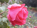 rose0035_thumb.jpg
