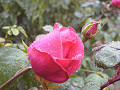 rose0036_thumb.jpg