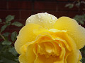 rose0040_thumb.jpg